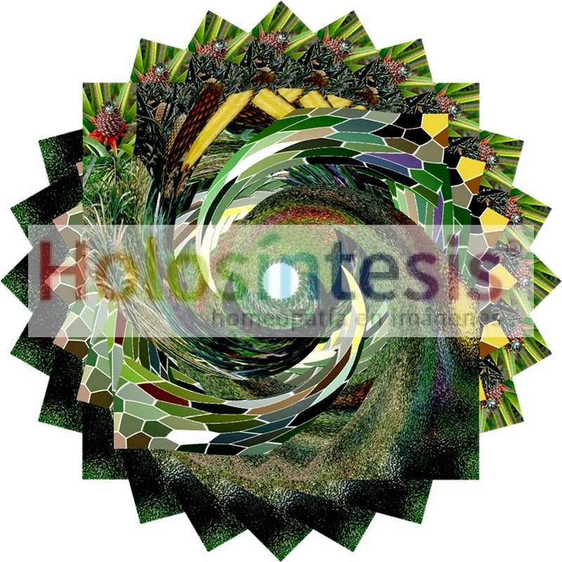 fv Ananas comosus 1 03 600ppi Ananas