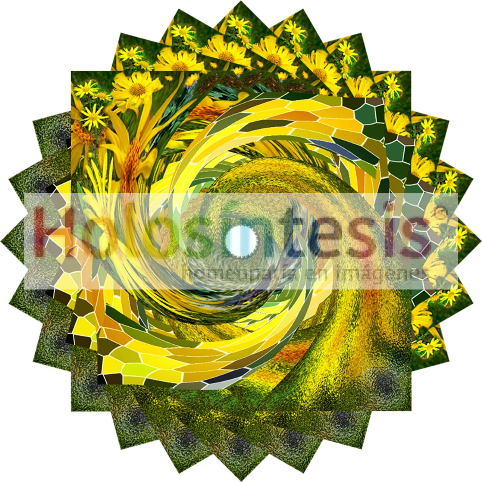 16 fv Arnica montana 00 600ppi