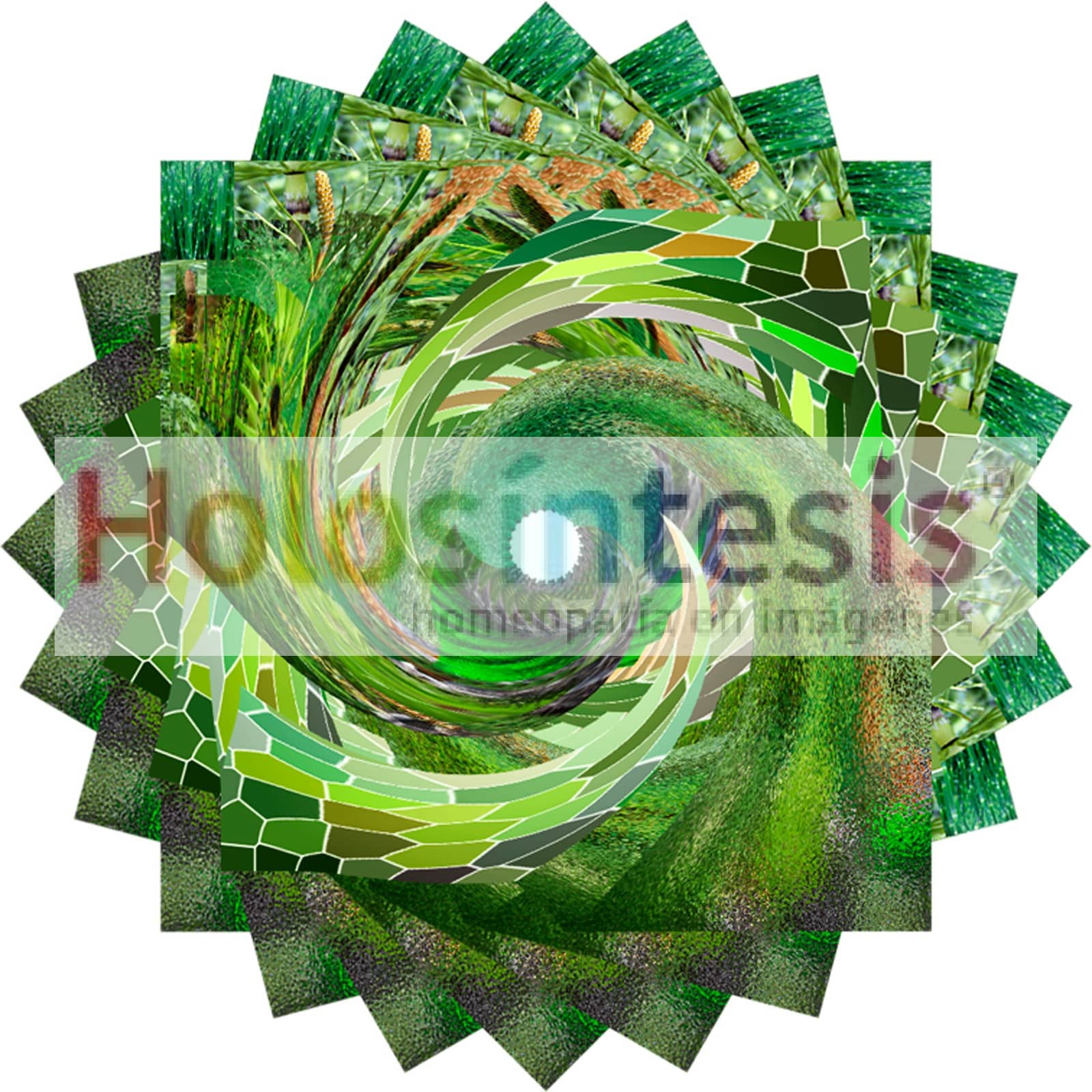 24 fv Cola de Caballo - Equisetum Arvense 00 600ppi Cola