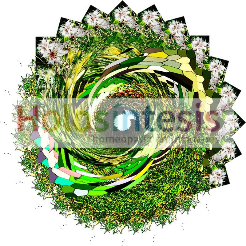 fB Clematis - Clematide Flores de Bach Flores de Bach - Clemátide