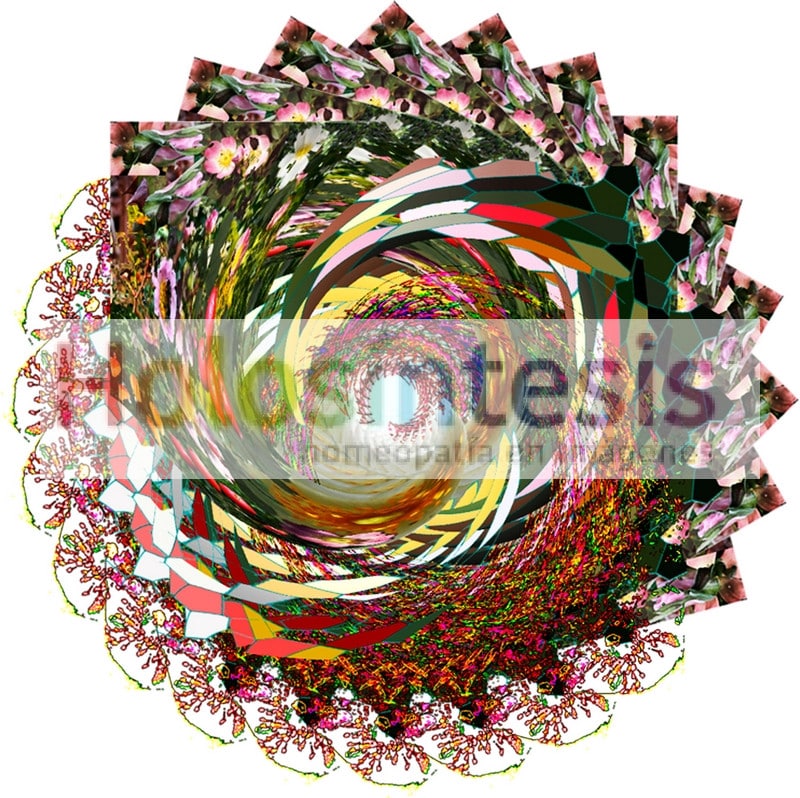 fB Wild Rose - Rosa canina Flores de Bach Rosa silvestre